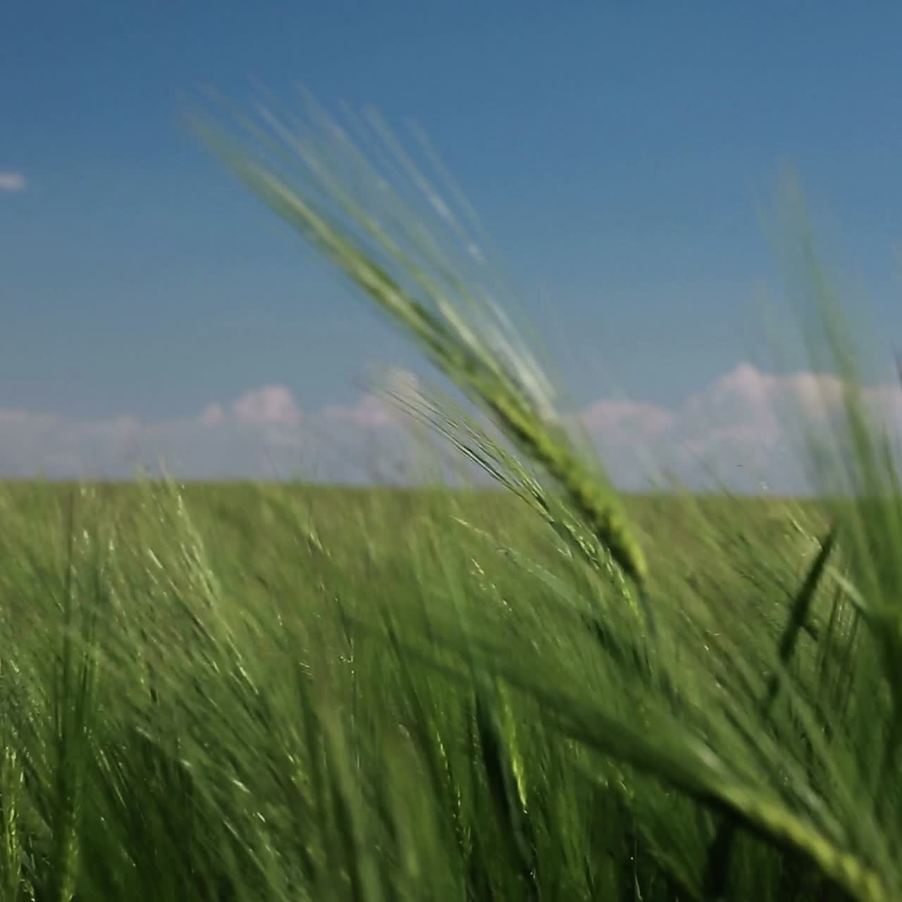 Wheat Field Waves Moved By Wind