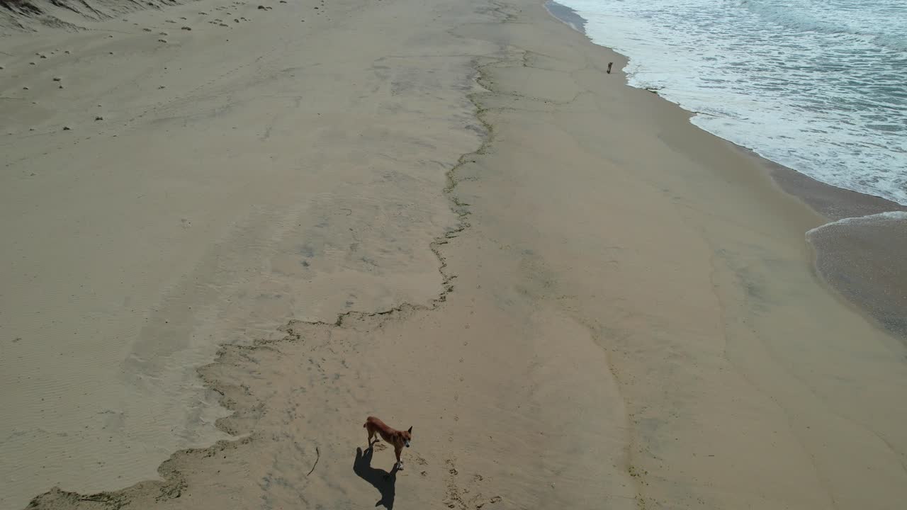Aerial View Of Lone Dingo Dog At Mungo Beach In Summer
