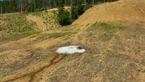 Aerial-view-of-a-reindeer-chilling-on-a-spot-of-snow,-warm-summer-day-in-Lapland