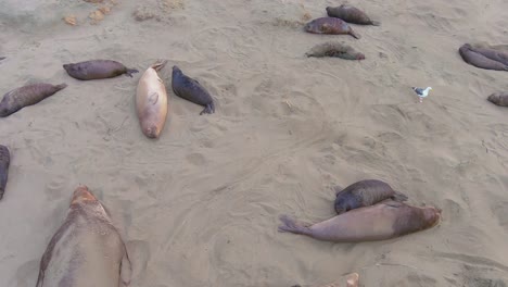 Robben-Ruhen-Im-Sand-An-Der-Kalifornischen-Küste