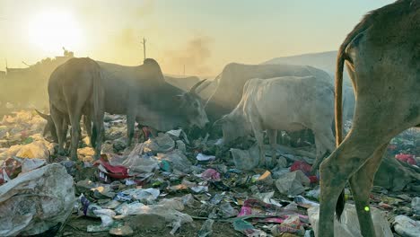 a group of cow scavaning for food in the garbage, garbage consumption can reduce the nutritional value of the cow's diet, leading to malnutrition and a weakened immune system