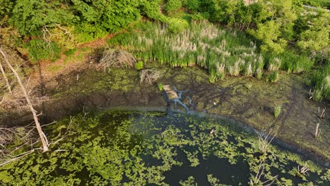 la costa de un lago donde se convierte en pantano