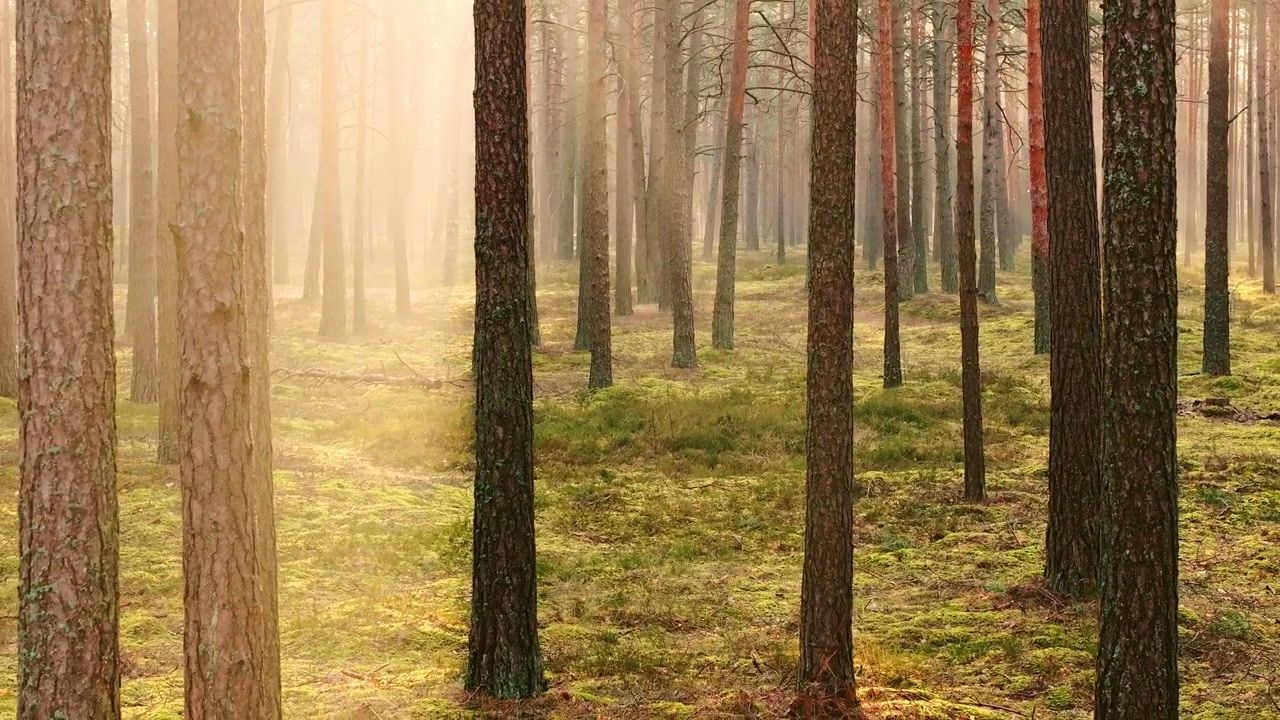 Warm sun filters through Scots pines as drone retreats over moss-covered ground