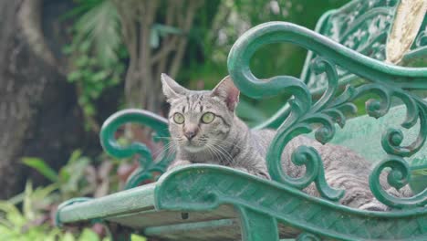 cat on the chair in the lumpini park, bangkok.