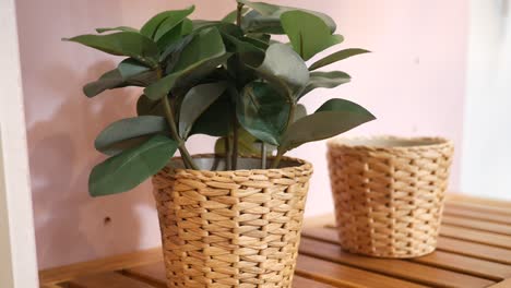 close-up of a potted plant in a wicker pot on a wooden shelf