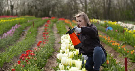 agricultora rociando tulipanes en la granja