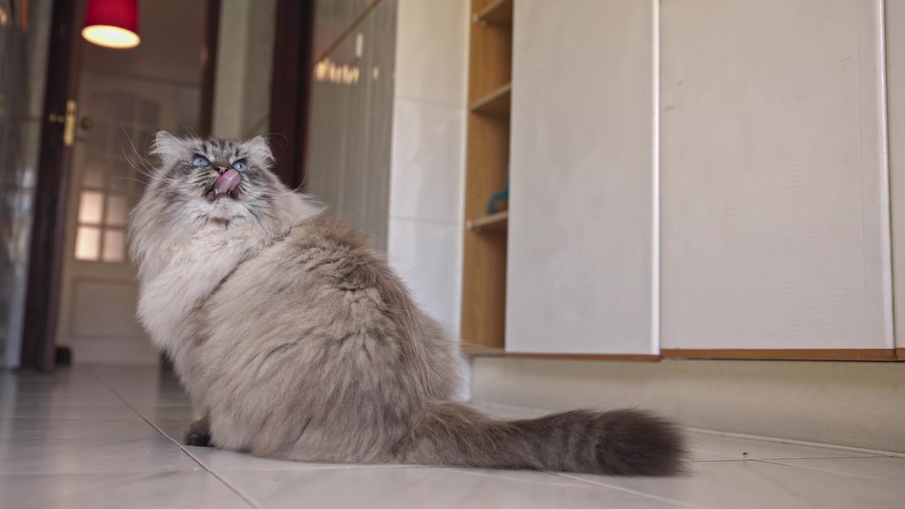 Gato fofo e peludo sentado no chão de azulejos