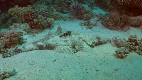 Wide-angle-shot-of-flathead-on-coral-reef