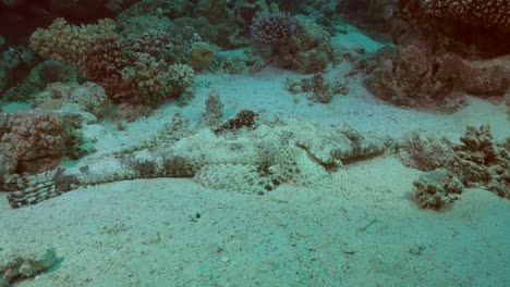 disparo de gran ángulo de cabeza plana en el arrecife de coral