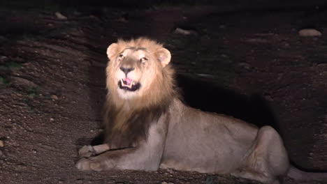 POV:-Late-night-and-wild-lion-blocks-the-road