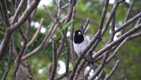 Wild-pied-butcherbird,-cracticus-nigrogularis,-songbird-native-to-Australia-found-perching-on-treetop-in-an-urban-environment,-singing-fluty-and-melodic-song-at-new-farm-park,-Brisbane,-Queensland