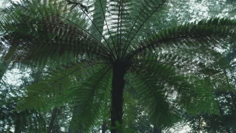 Lush-green-rainforest,-Sunlight-falling-on-fern-tree,-rack-focus-macro-new-zealand-water-on-leaf,-symmetry-satisfaction-iconic