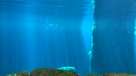 underwater view of fish swimming through beautiful blue water with sun rays and rocks in the background