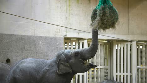 Asian elephant eating with his trunk in the sky at zoo
