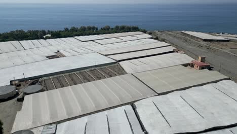 Crops-being-grown-under-the-roofs-of-greenhouses