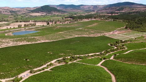 Vista-Aérea-De-Exuberantes-Viñedos-Verdes-En-Un-Día-Soleado-En-El-Valle-Del-Maule-En-Chile