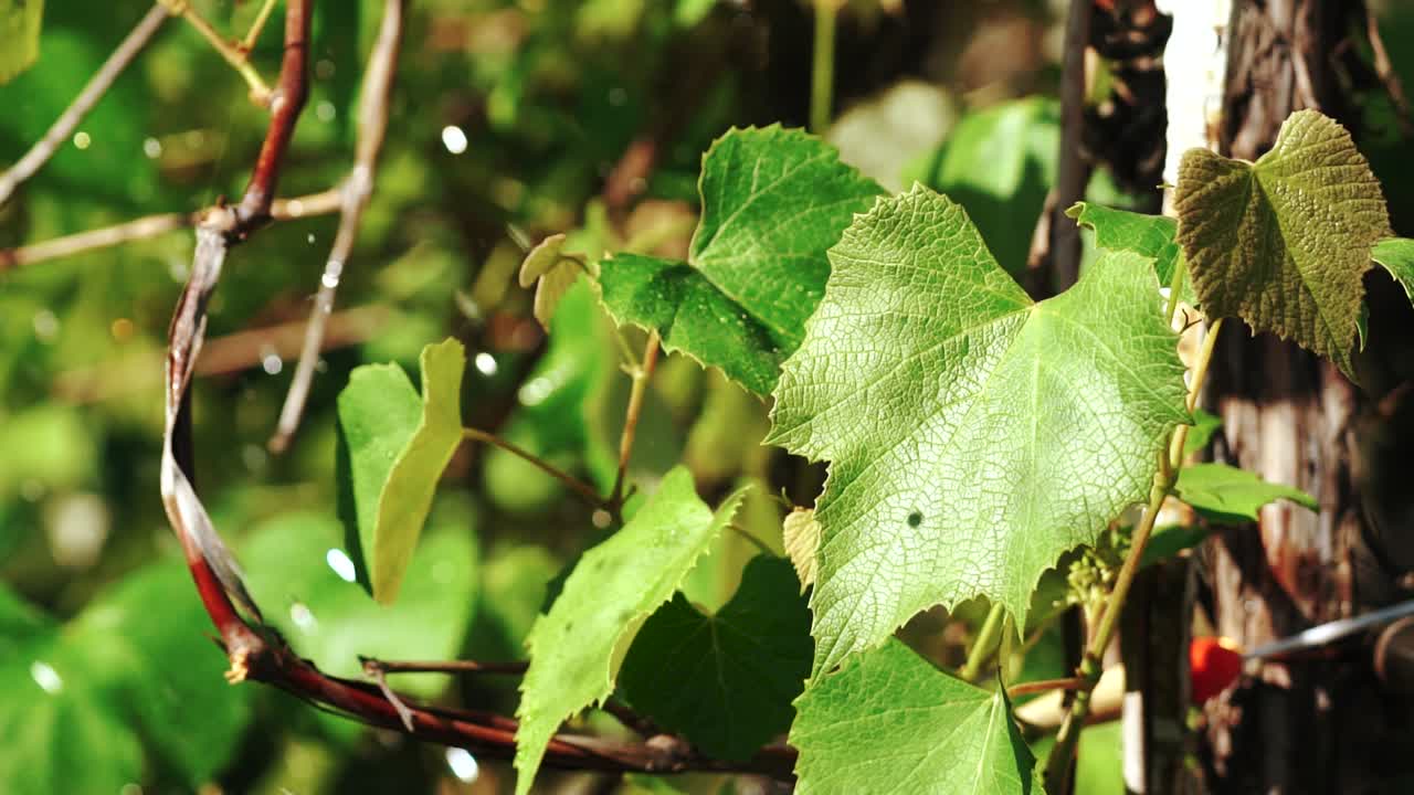 Heavy rain falling on vine leaves. Agricultural Sprinkler. Automatic irrigation system for plants and lawns. Slow motion.