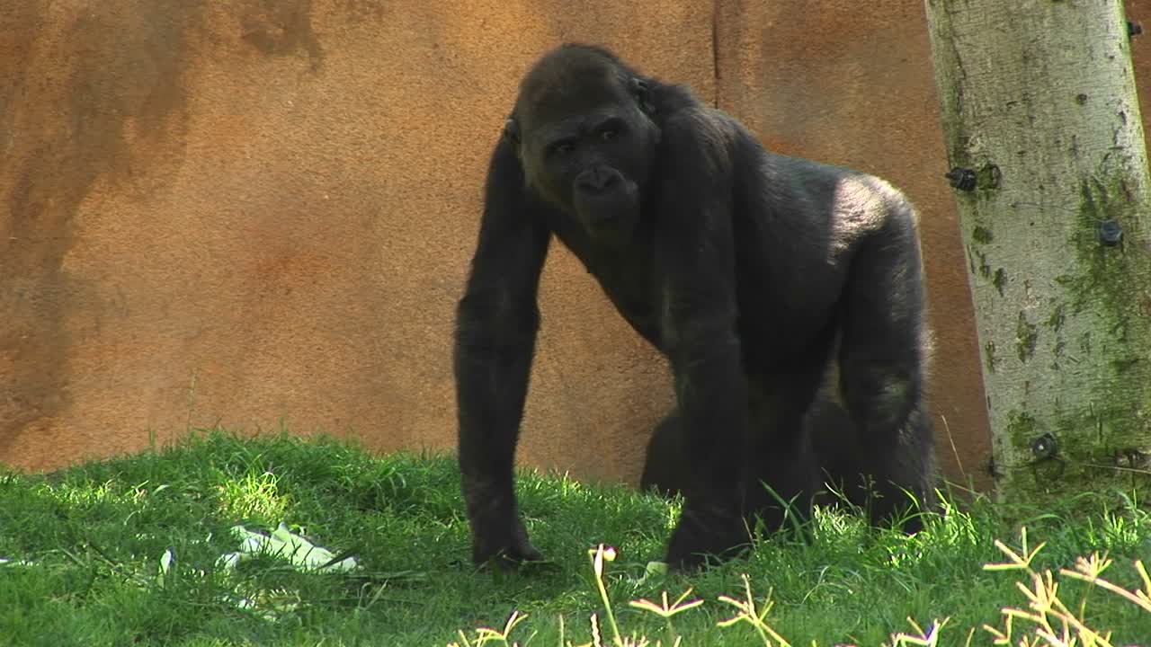 plano medio de un gorila comiendo un plátano en un área cubierta de hierba