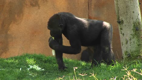 Mediumshot-De-Un-Gorila-Comiendo-Un-Plátano-En-Un-área-Cubierta-De-Hierba