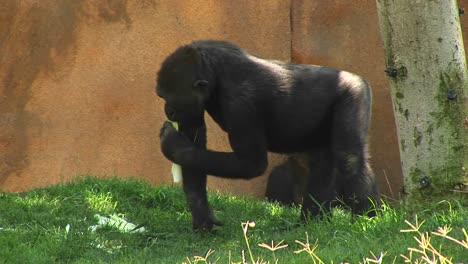 plano medio de un gorila comiendo un plátano en un área cubierta de hierba
