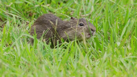 Wild-Brazilian-Guinea-pig,-Cavia-aperea,-eating-grass-on-the-ground