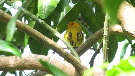 pinzón de azafrán amarillo brillante en la isla grande de hawaii llamando a otras aves con su pico negro mientras está a la sombra de un árbol en el bosque natural