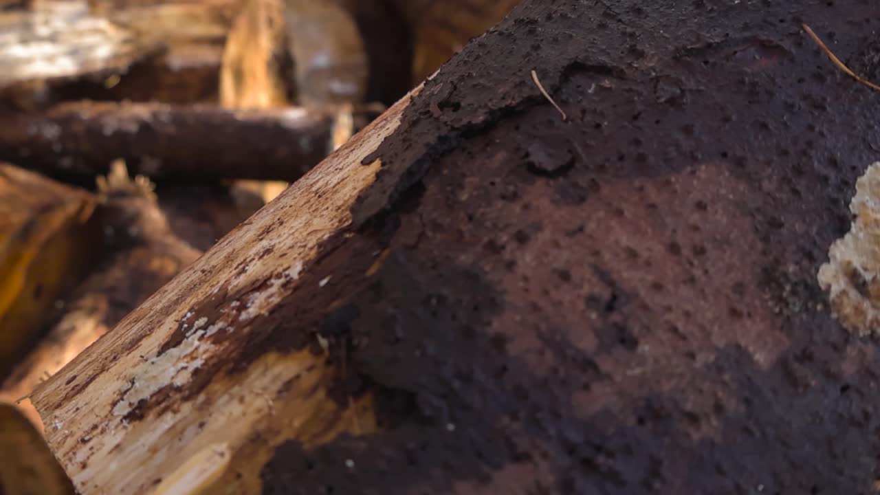 Close up of freshly cut large pine and birch timber logs during sunny day in autumn nature. Piled logs are done after forestry for environmental energy firewood burning