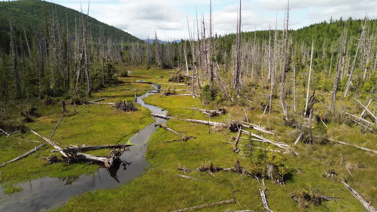 árboles muertos con una corriente de agua que corre a través de un bosque en la isla de moresby, columbia británica, canadá