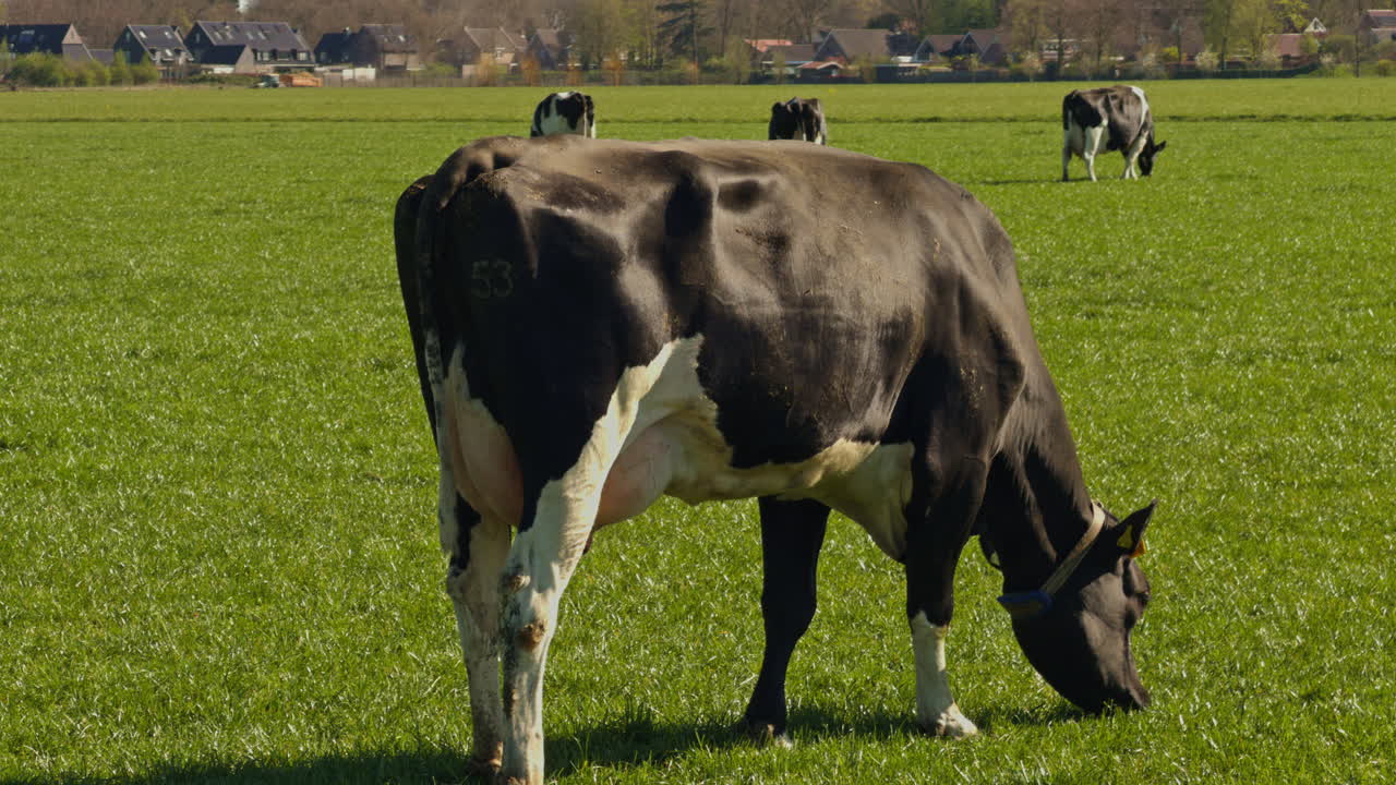 Bovino al pascolo in una fattoria olandese europea nei Paesi Bassi in una giornata di sole con luce naturale e sole all'aperto.