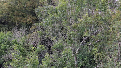 Drone-shot-moving-left-to-right-showing-the-canopy-of-a-Ash-tree-with-signs-of-the-disease-Ash-Die-Back-in-the-UK