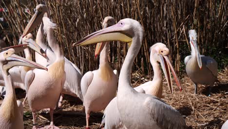 group of pelicans resting outdoors between straw field during sunlight,static slow motion