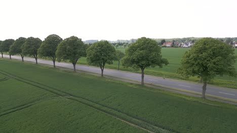 Aerial-dolly-shot-overhead-ripe-rapeseed-field-ready-for-harvest-with-cars-driving-beside