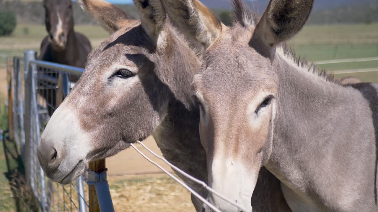 Slow motion close-up of two beautiful donkeys mules with horse in background animal species near fence of countryside rural town paddock ranch in Australia outdoors breed pastures valley nature