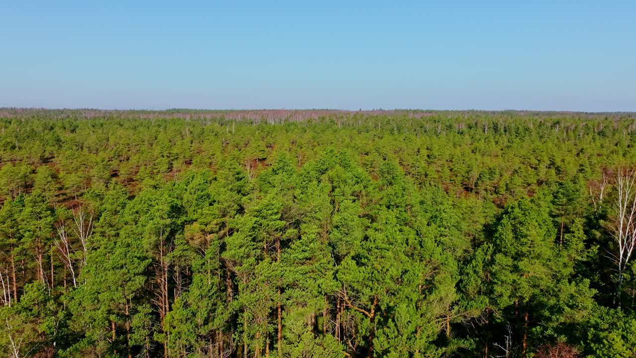 Aerial shot opens from tree canopy into a sweeping view of wild wetlands