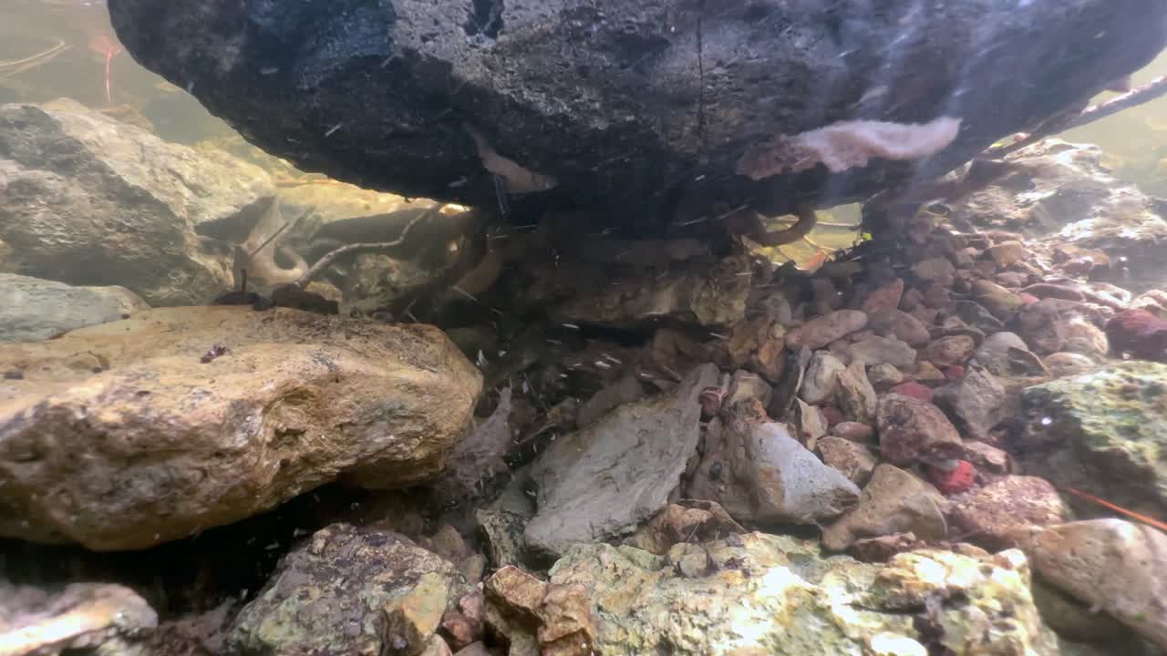 Caddisfly (Trichoptera) larva’s filtration net on the underside of a rock in a shallow stream, Estonia