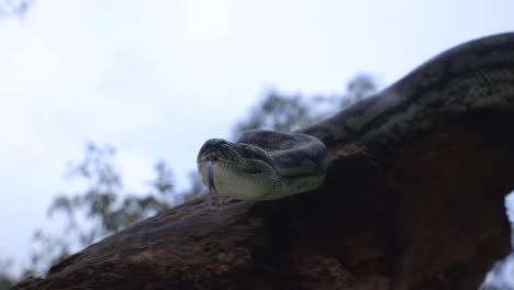 Serpiente-En-Un-árbol-En-La-Naturaleza-Salvaje-De-Cerca