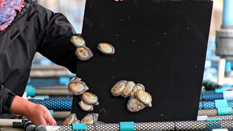 abalone farming: harvesting abalone from an ocean farm