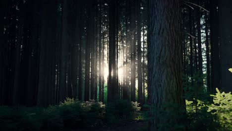 Sunlight-Shining-Through-Beautiful-Green-Trees