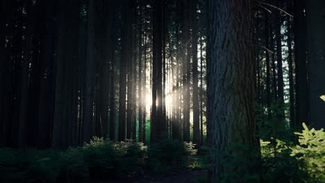 la luz del sol brillando a través de hermosos árboles verdes
