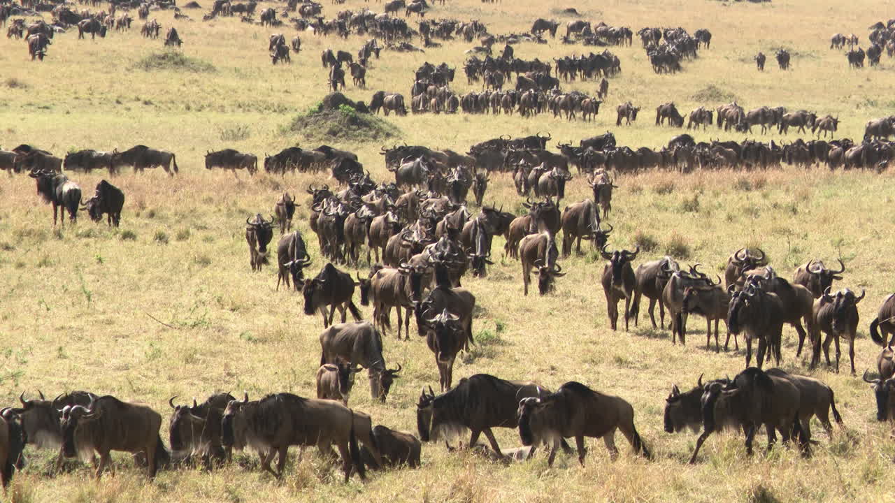 gran manada de ñus azules migrando sobre las llanuras del serengeti, tanzania
