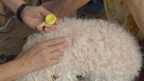 owner carefully putting medication on a sore in the pet dog's fur coat to fight off infection