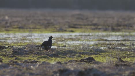 black grouse dancing at lek in early morning sunlight