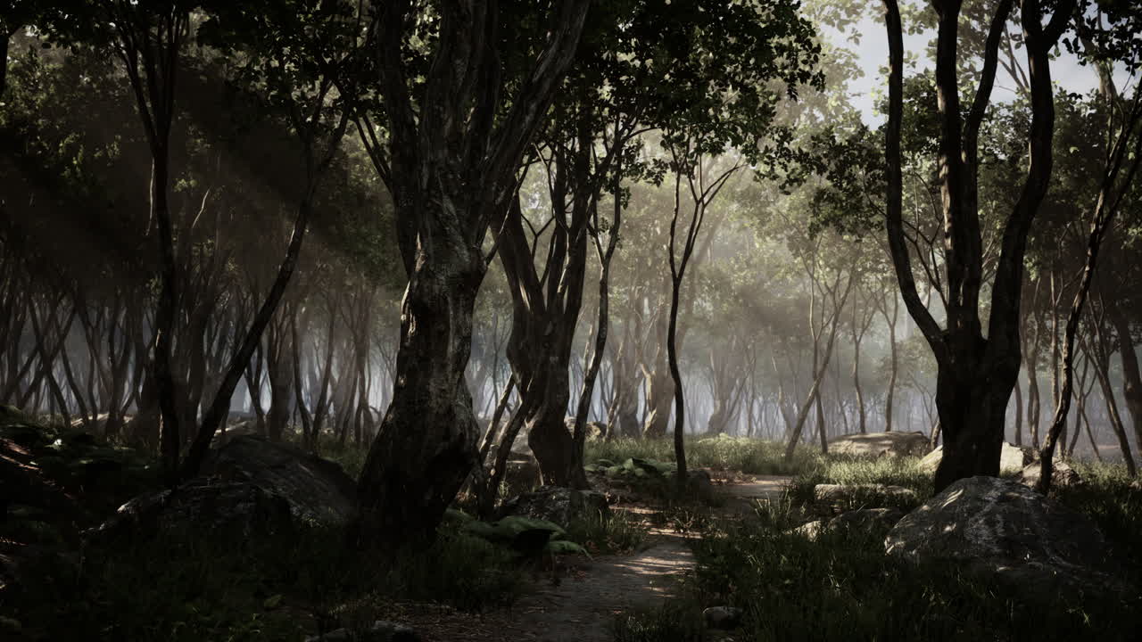 bosque encantado en luz mágica