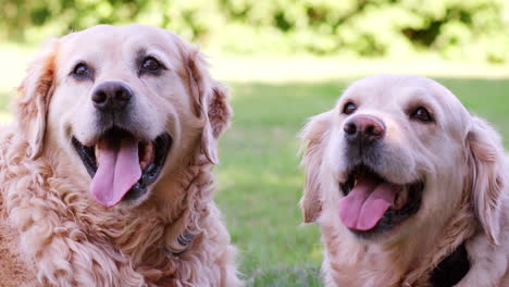 Zwei-Labrador-Hunde-Blicken-Mit-Ausgestreckter-Zunge-In-Die-Kamera