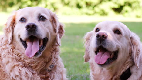 two labrador dogs looking to camera with tongues out