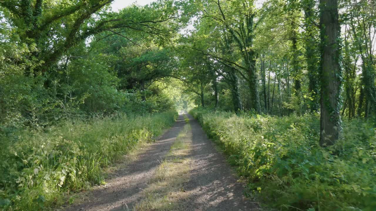camino del bosque a la luz del sol