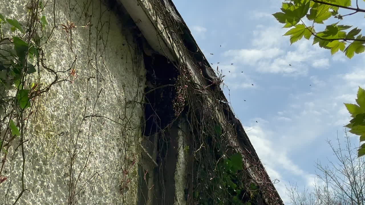 Bees swarm near hive in eaves of old home, low angle view