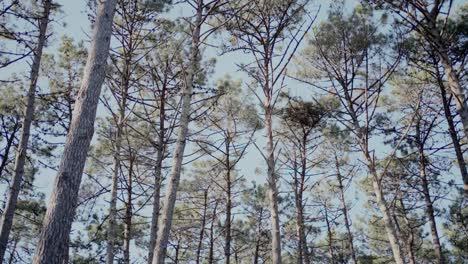 tall pine trees in a dense forest under a clear blue sky