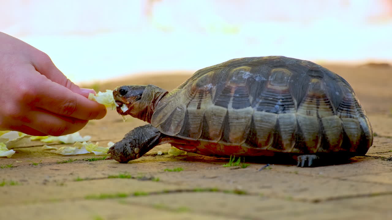 Child's hand feeding hungry rescued bowsprit tortoise green lettuce, closeup