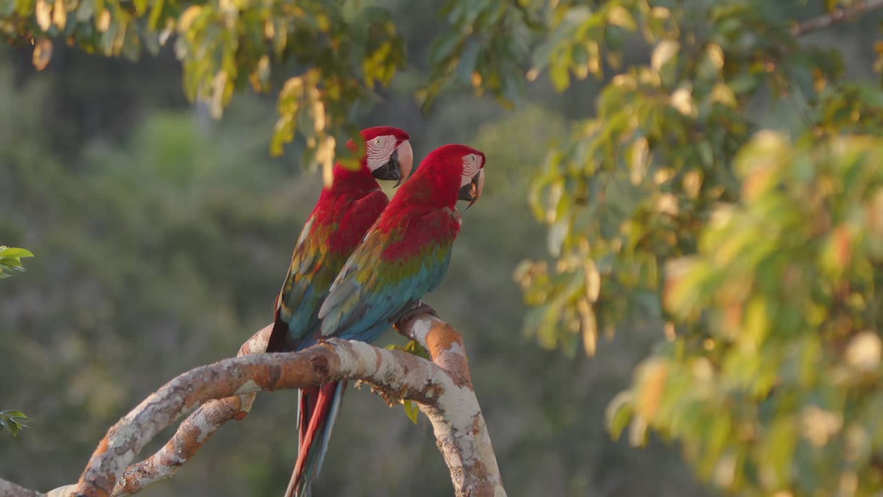 Coppia affettuosa di are aliverdi appollaiate insieme su un ramo, che mostrano i loro colori nella luminosa foresta pluviale del Perù.